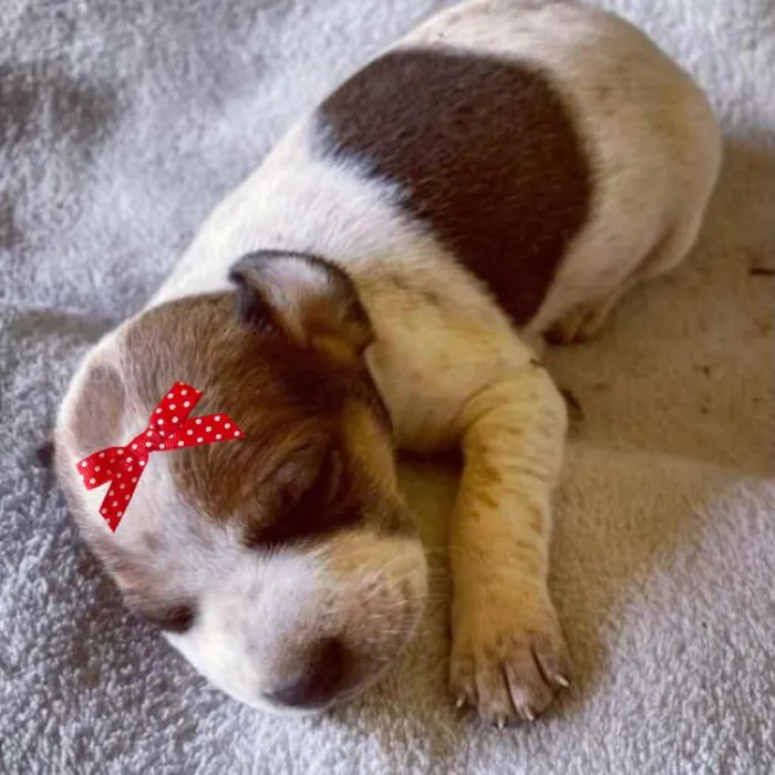 Cachorro ra a Mestiça  idade Abaixo de 2 meses nome Sofia 