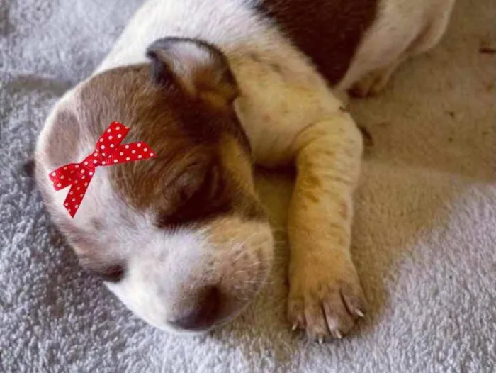 Cachorro ra a Mestiça  idade Abaixo de 2 meses nome Sofia 