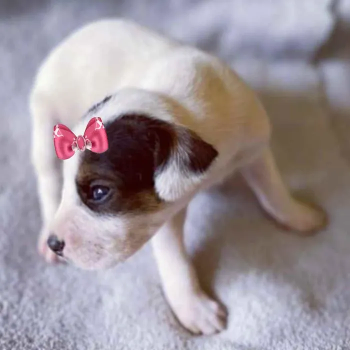 Cachorro ra a Mestiça  idade Abaixo de 2 meses nome Bebel 
