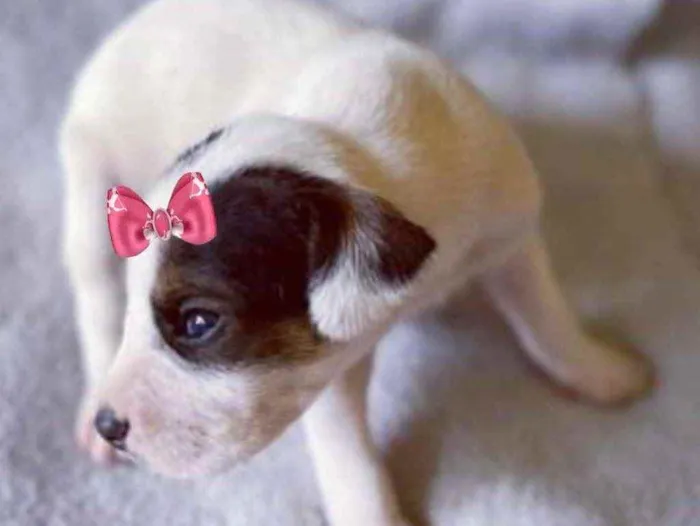 Cachorro ra a Mestiça  idade Abaixo de 2 meses nome Bebel 