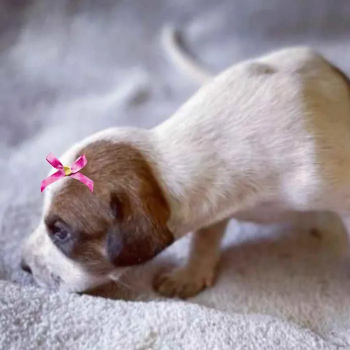 Cachorro ra a Mestiça  idade Abaixo de 2 meses nome Cristal 