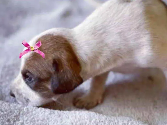 Cachorro ra a Mestiça  idade Abaixo de 2 meses nome Cristal 