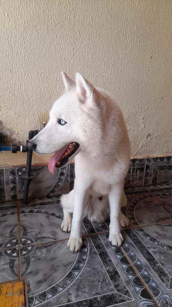 Cachorro ra a Hask siberiano idade 1 ano nome Desconhecido