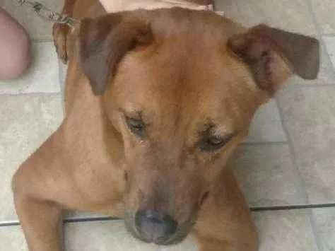 Cachorro ra a vira lata misturada com chow idade 6 ou mais anos nome nina