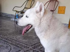 Cachorro raça Hask siberiano idade 1 ano nome Desconhecido