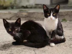 Gato raça Gato idade 2 a 6 meses nome Gatinhos para adoção