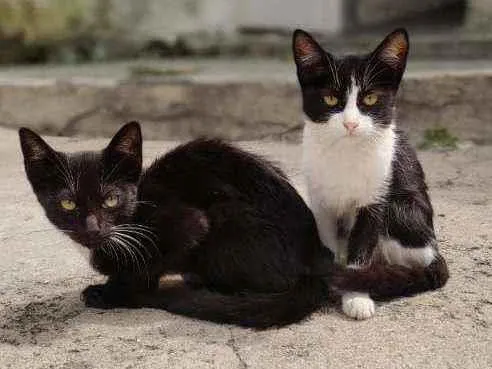 Gato ra a Gato idade 2 a 6 meses nome Gatinhos para adoção