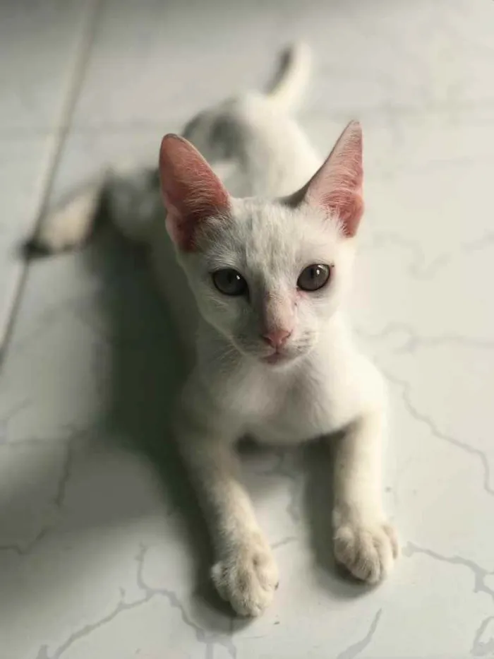 Gato raça  idade 2 a 6 meses nome sem nome