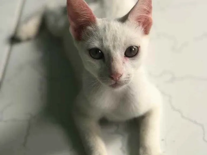Gato raça  idade 2 a 6 meses nome sem nome