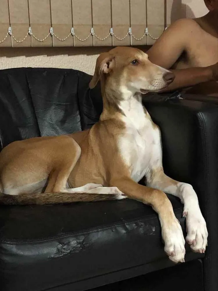 Cachorro ra a Viralara cruza com labrador idade 2 a 6 meses nome Mel 