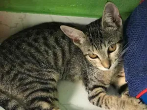 Gato raça  idade 2 a 6 meses nome sem nome
