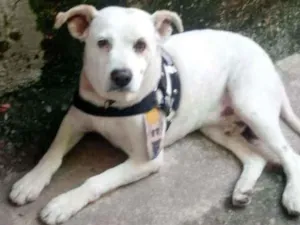 Cachorro raça SRD idade  nome Banco
