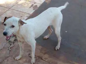 Cachorro raça SRD idade 7 a 11 meses nome Tina