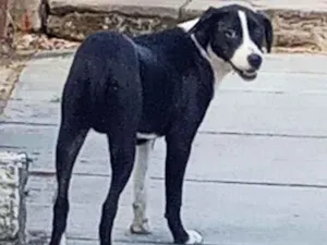 Cachorro raça SRD idade 2 anos nome NAO SEI