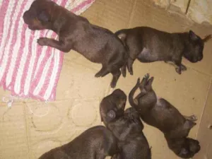 Cachorro raça SRD idade Abaixo de 2 meses nome Cãezinhos