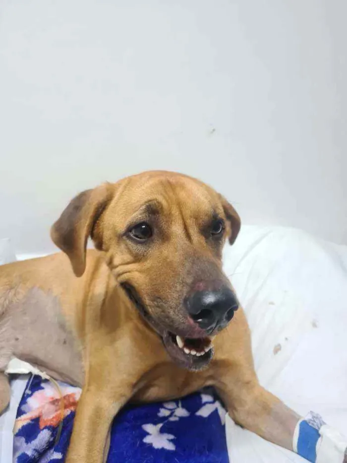 Cachorro ra a SRD idade 2 anos nome Não sei o nome