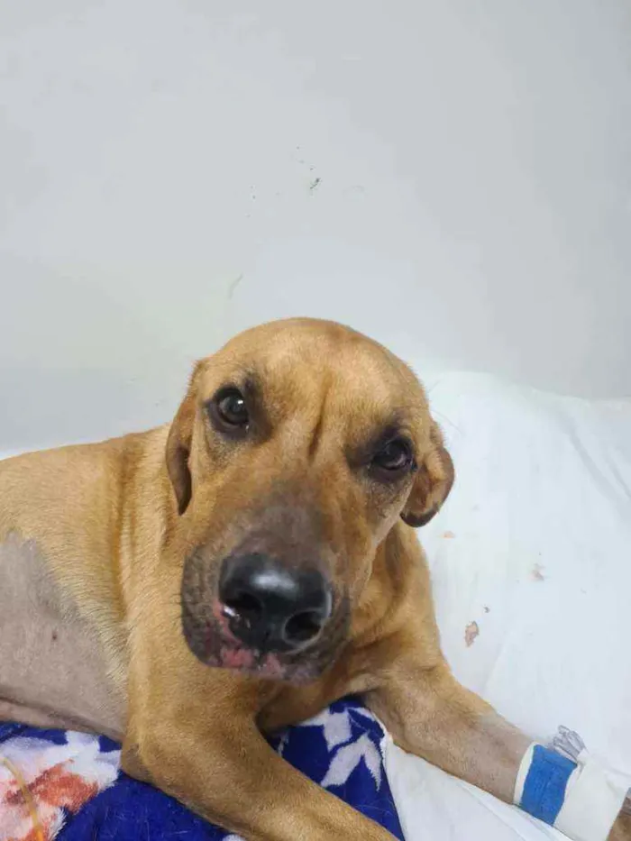 Cachorro ra a SRD idade 2 anos nome Não sei o nome