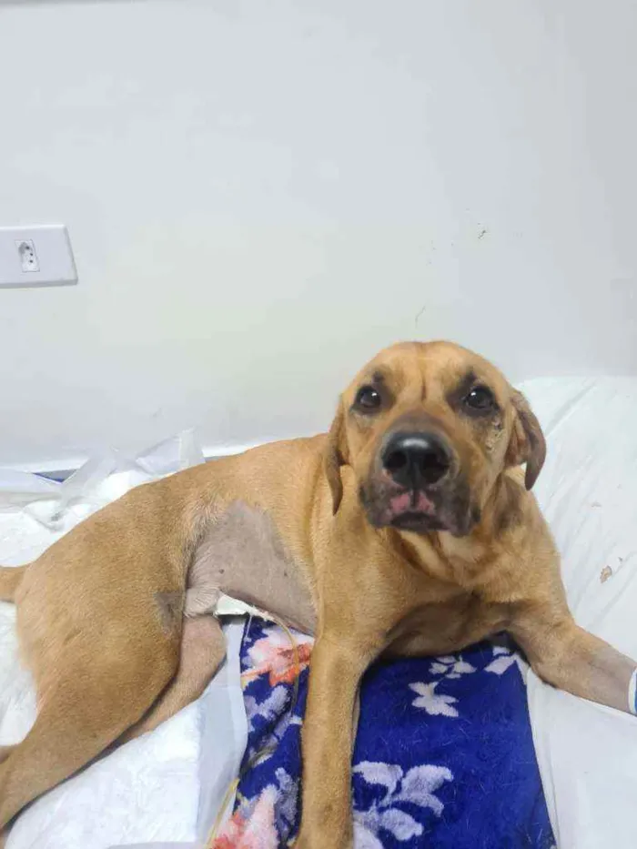 Cachorro ra a SRD idade 2 anos nome Não sei o nome