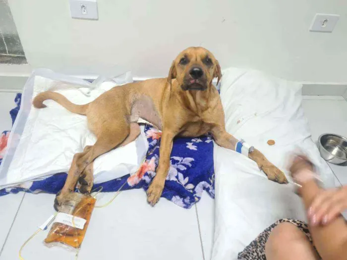 Cachorro ra a SRD idade 2 anos nome Não sei o nome