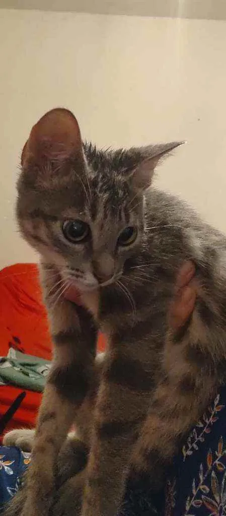 Gato raça Sem Raça Definida idade 2 a 6 meses nome TIGRESA