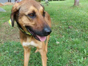 Cachorro raça srd idade 2 anos nome Benjamin 