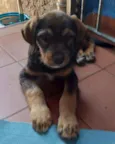Gael