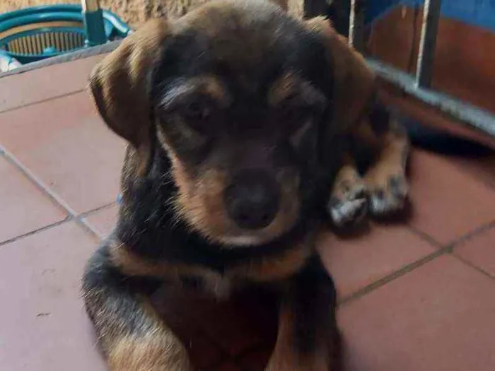 Cachorro ra a SRD idade 2 a 6 meses nome Gael