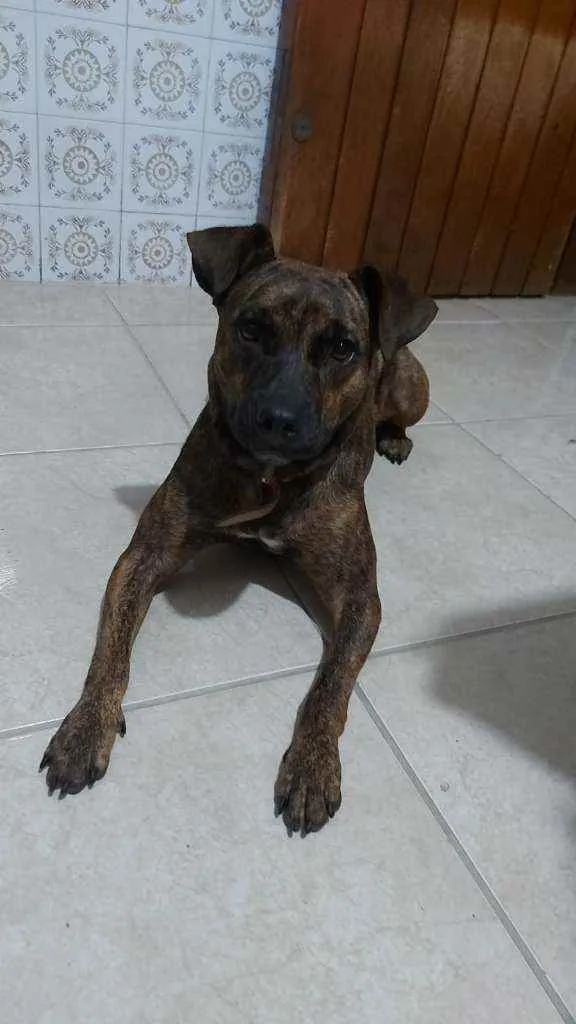 Cachorro ra a SRD idade 2 anos nome Sem Nome