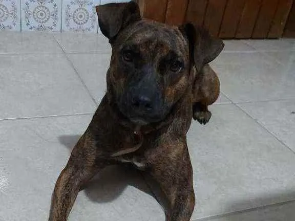 Cachorro ra a SRD idade 2 anos nome Sem Nome