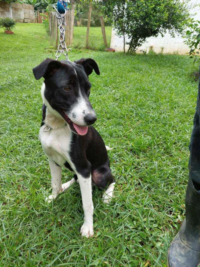 Cachorro ra a srd idade 7 a 11 meses nome Scooby