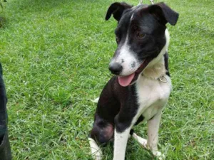 Cachorro raça srd idade 7 a 11 meses nome Scooby