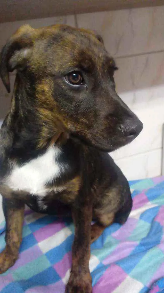 Cachorro ra a SRD idade 7 a 11 meses nome Sem nome