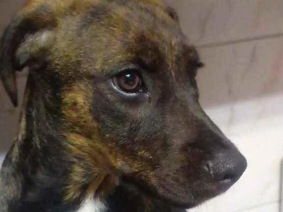 Cachorro ra a SRD idade 7 a 11 meses nome Sem nome