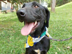 Cachorro raça srd idade 7 a 11 meses nome Pocahontas 