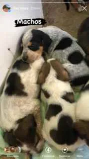Cachorro raça vira lata idade Abaixo de 2 meses nome sem nome por enquant