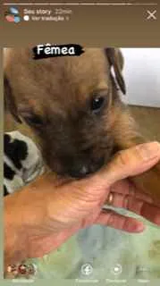 Cachorro raça vira lata idade Abaixo de 2 meses nome sem nome por enquant