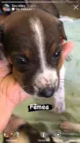 Cachorro raça vira lata idade Abaixo de 2 meses nome sem nome por enquant