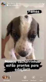 Cachorro raça vira lata idade Abaixo de 2 meses nome sem nome por enquant