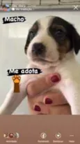 Cachorro raça vira lata idade Abaixo de 2 meses nome sem nome por enquant