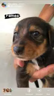 Cachorro raça vira lata idade Abaixo de 2 meses nome sem nome por enquant