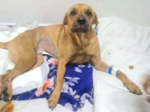 Cachorro raça SRD idade 2 anos nome Não sei o nome