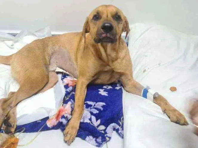 Cachorro ra a SRD idade 2 anos nome Não sei o nome