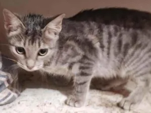 Gato raça Sem Raça Definida idade 2 a 6 meses nome TIGRESA