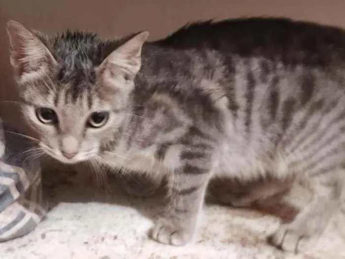 Gato raça Sem Raça Definida idade 2 a 6 meses nome TIGRESA