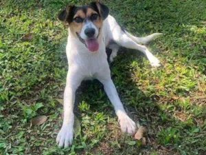 Cachorro raça srd idade 7 a 11 meses nome Minie 