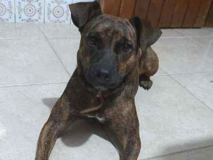 Cachorro ra a SRD idade 2 anos nome Sem Nome