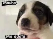 Cachorro raça vira lata idade Abaixo de 2 meses nome sem nome por enquant