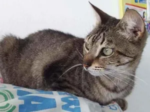 Gato raça Sem Raça Definida idade 7 a 11 meses nome TIGRINHO Castrado