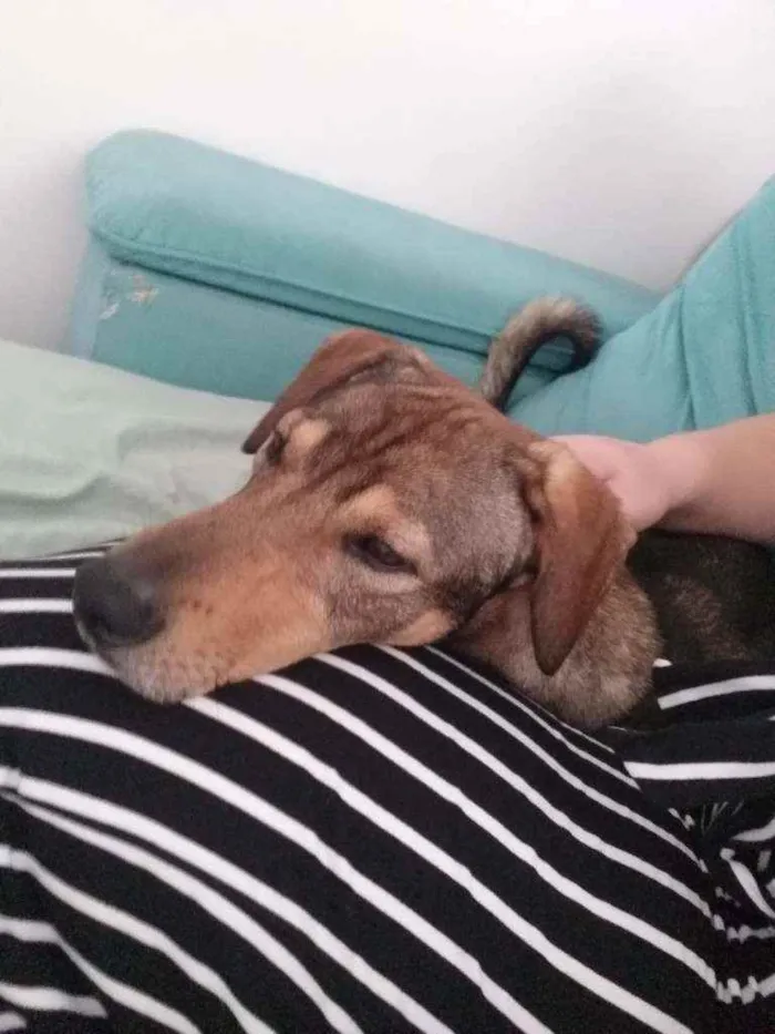 Cachorro ra a SRD idade 1 ano nome Bento