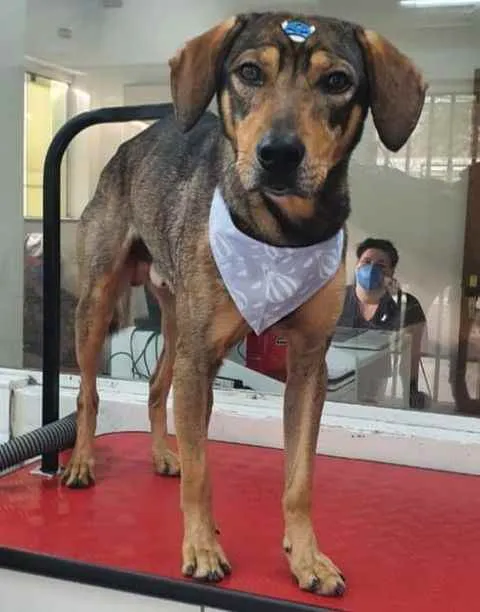 Cachorro ra a SRD idade 1 ano nome Bento